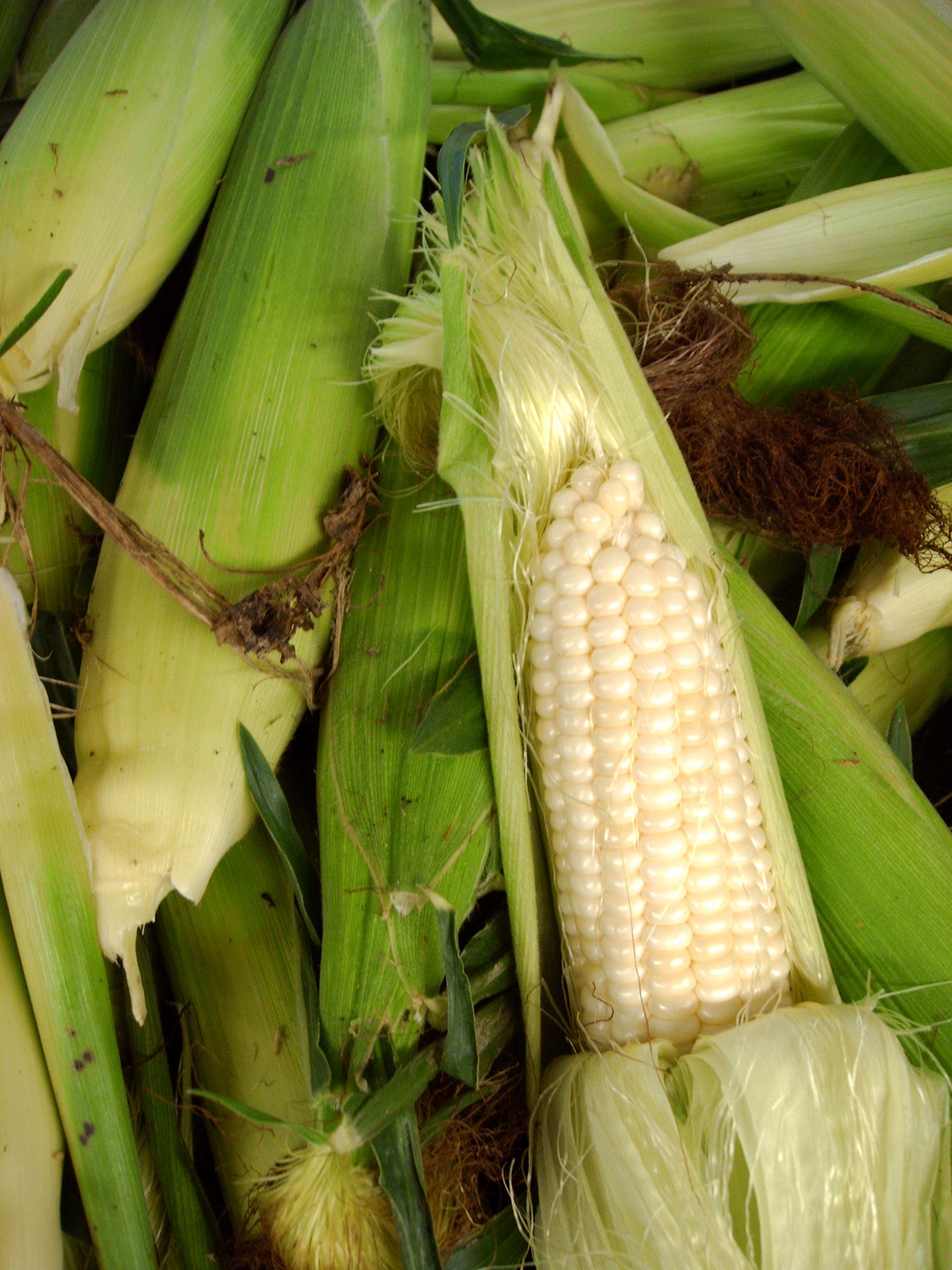 Pre-Order Bushel of White Corn
