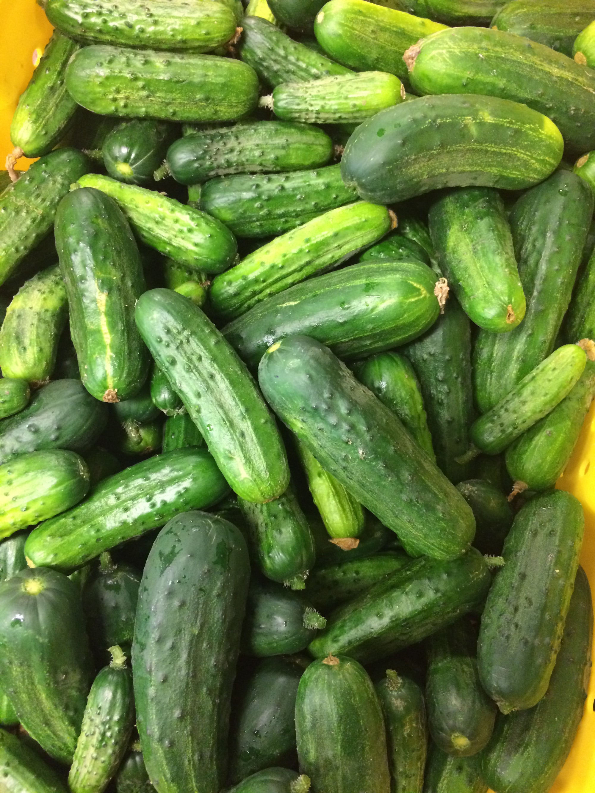 Pre-Order Half Bushel Pickling Cucumbers (Small Size)