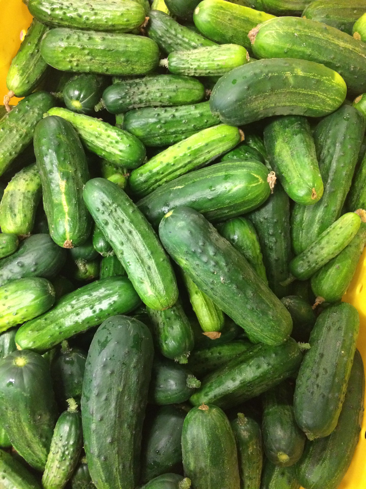 Pre-Order Peck Pickling Cucumbers (Medium Size)