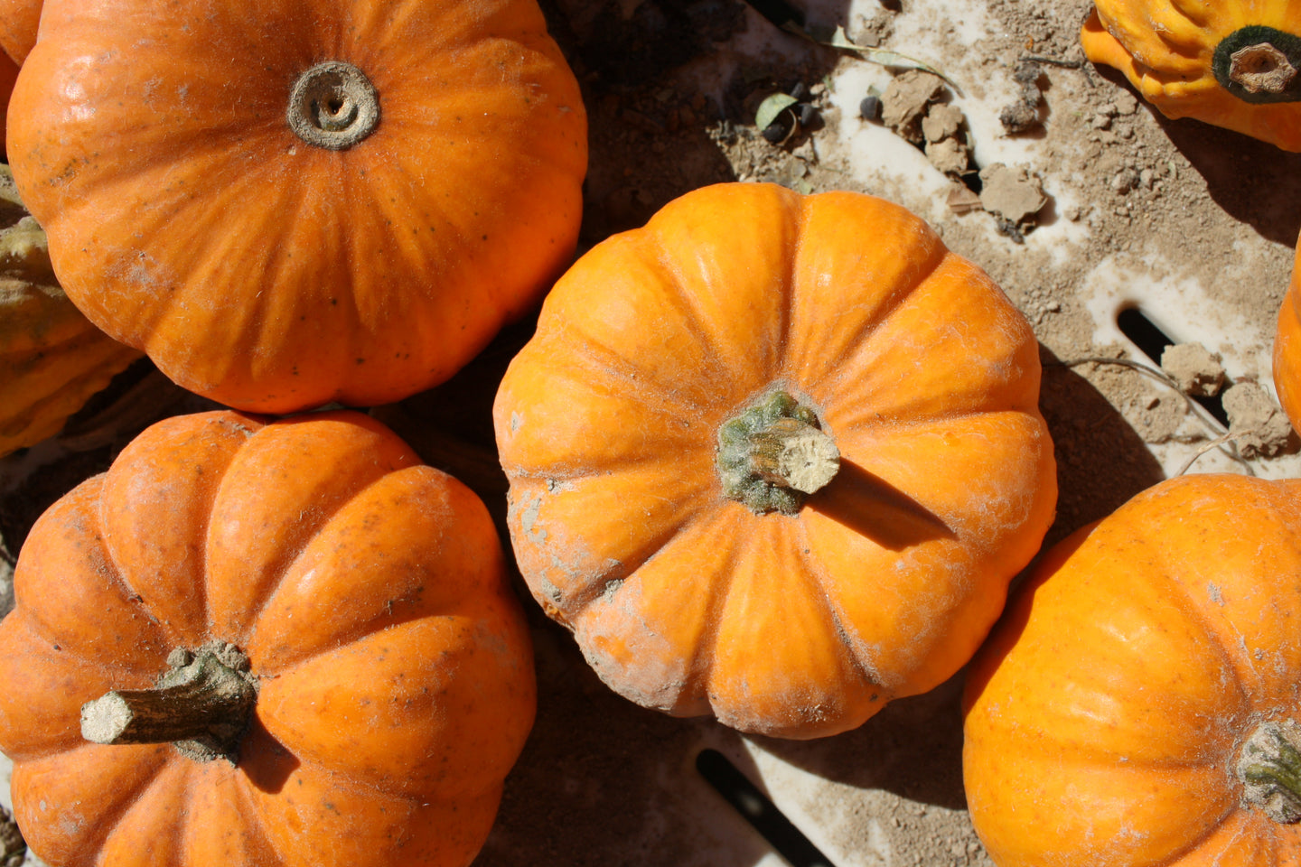 Non Profit Dozen Mini Pumpkin Orange