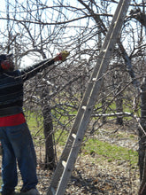 Load image into Gallery viewer, Fruit Tree Pruning &amp; Tree Care Workshop
