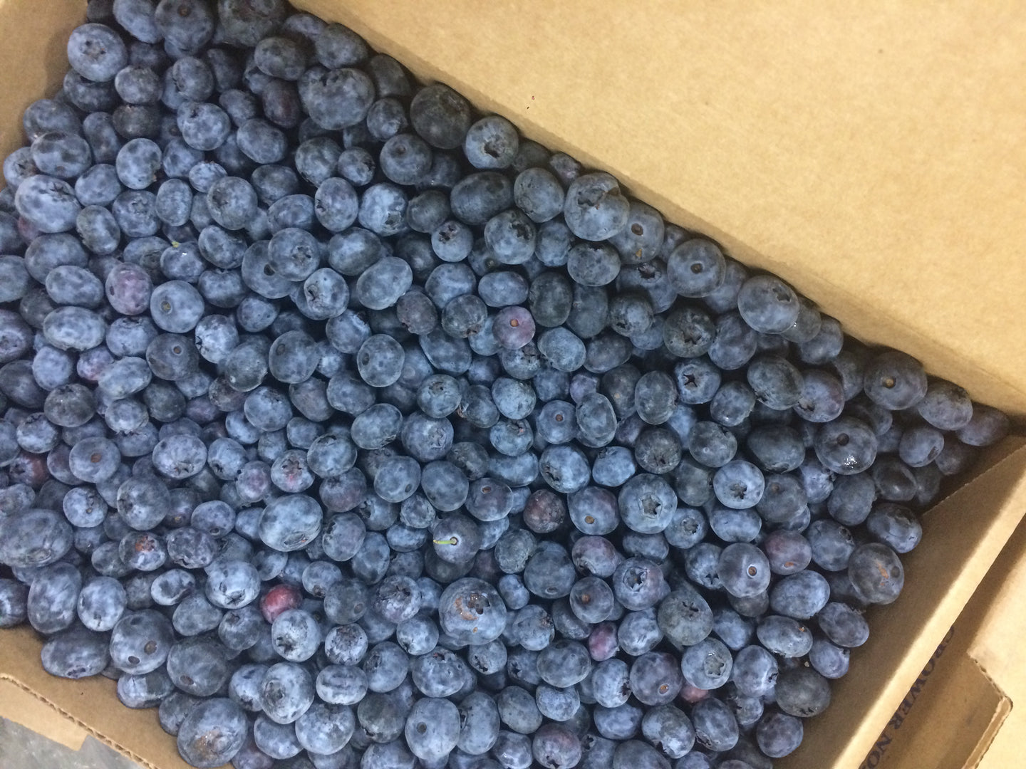 Pre-Order 5lb Box of Blueberries for Pickup