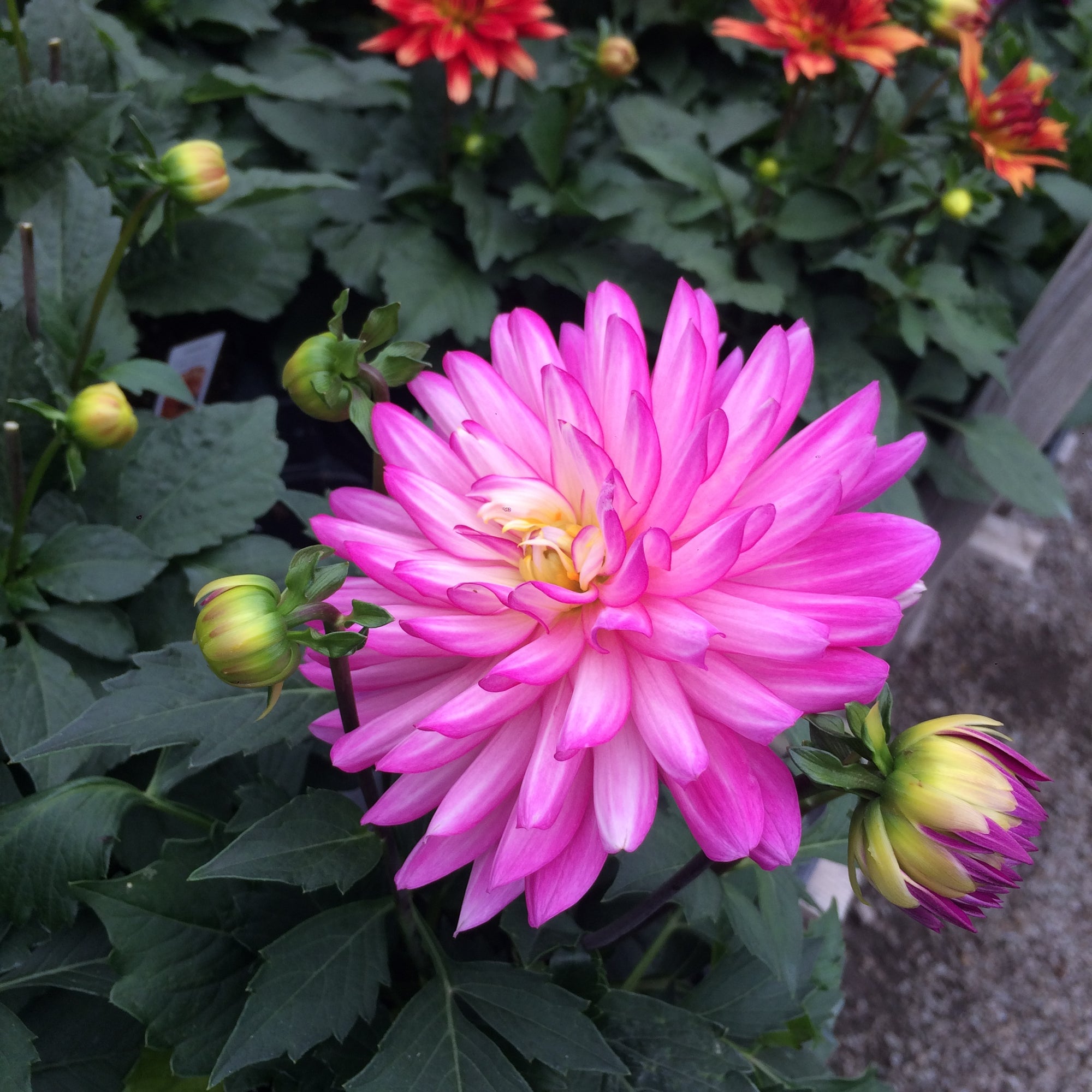 Homeschool Greenhouse Class - Bloom, Grow, Blossom!!!