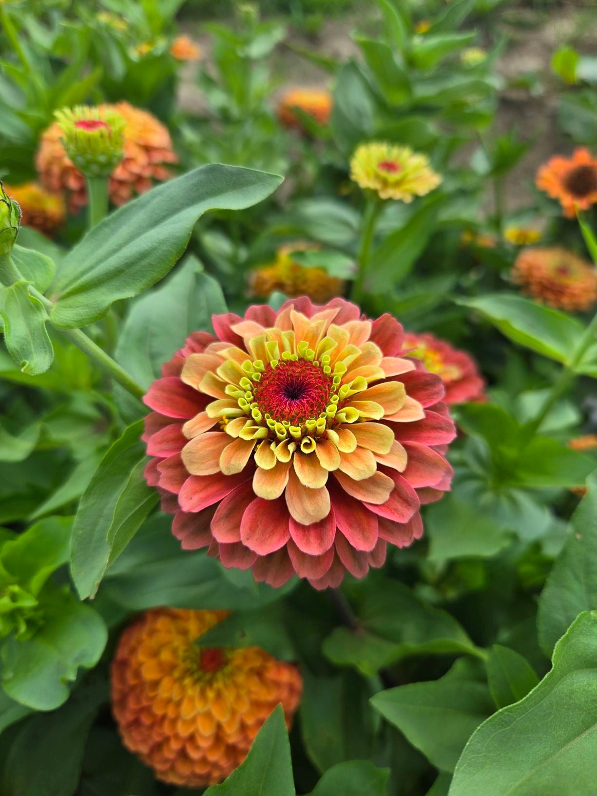 Blooming Together: A Grown Up &amp; Child Flower Experience