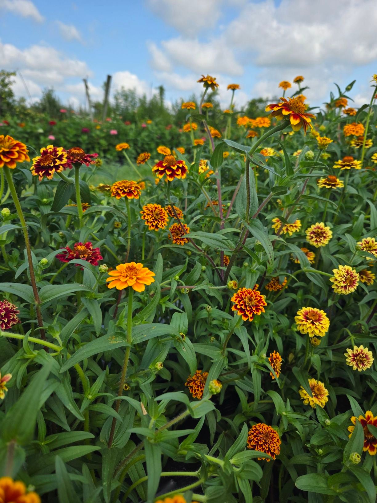Blooming Together: A Grown Up &amp; Child Flower Experience