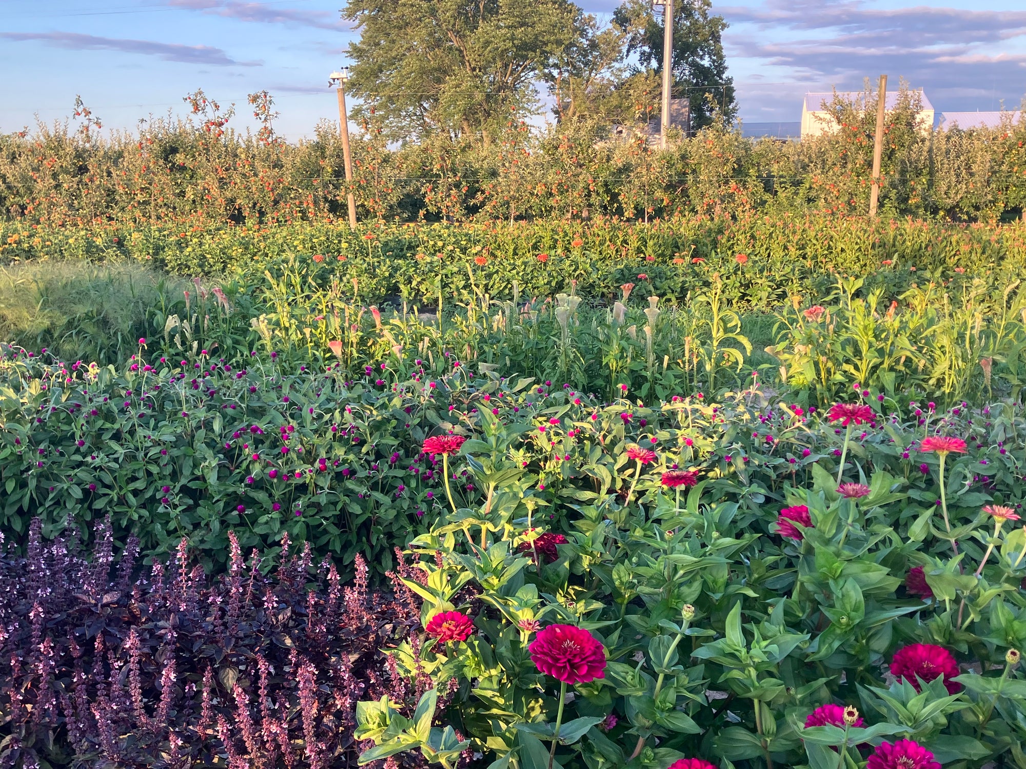 Blooming Together: A Grown Up &amp; Child Flower Experience