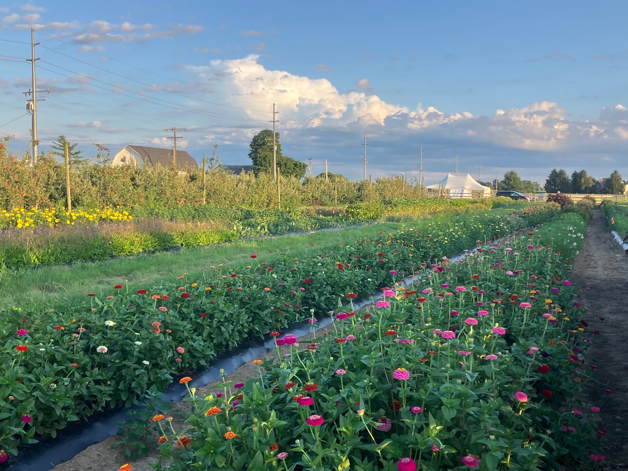 Blooming Together: A Grown Up &amp; Child Flower Experience