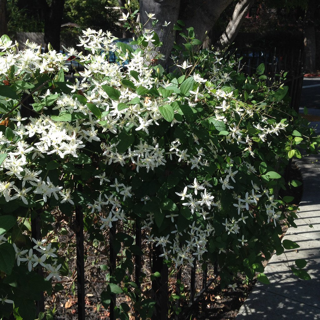 Clematis 