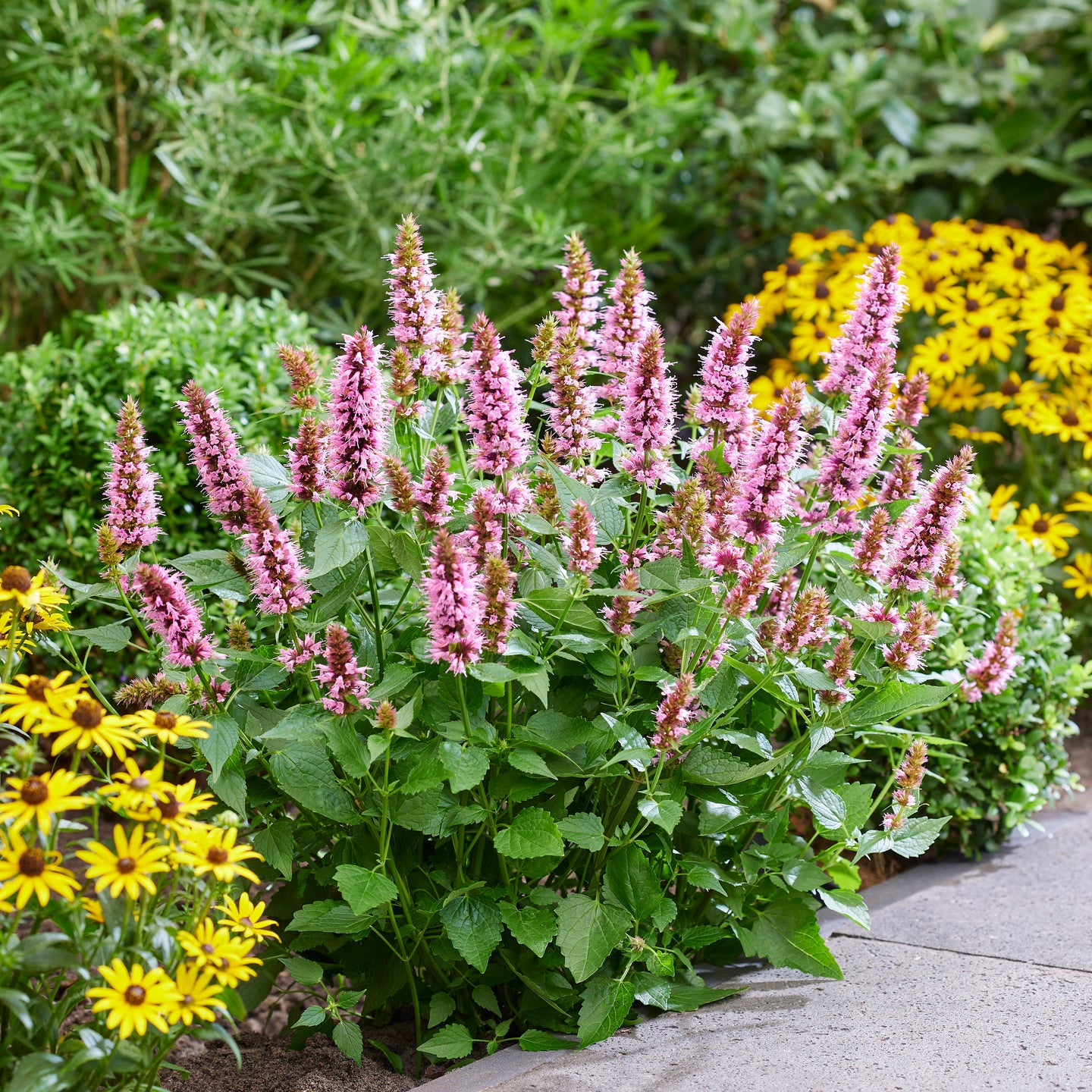 Agastache (Anise Hyssop) 