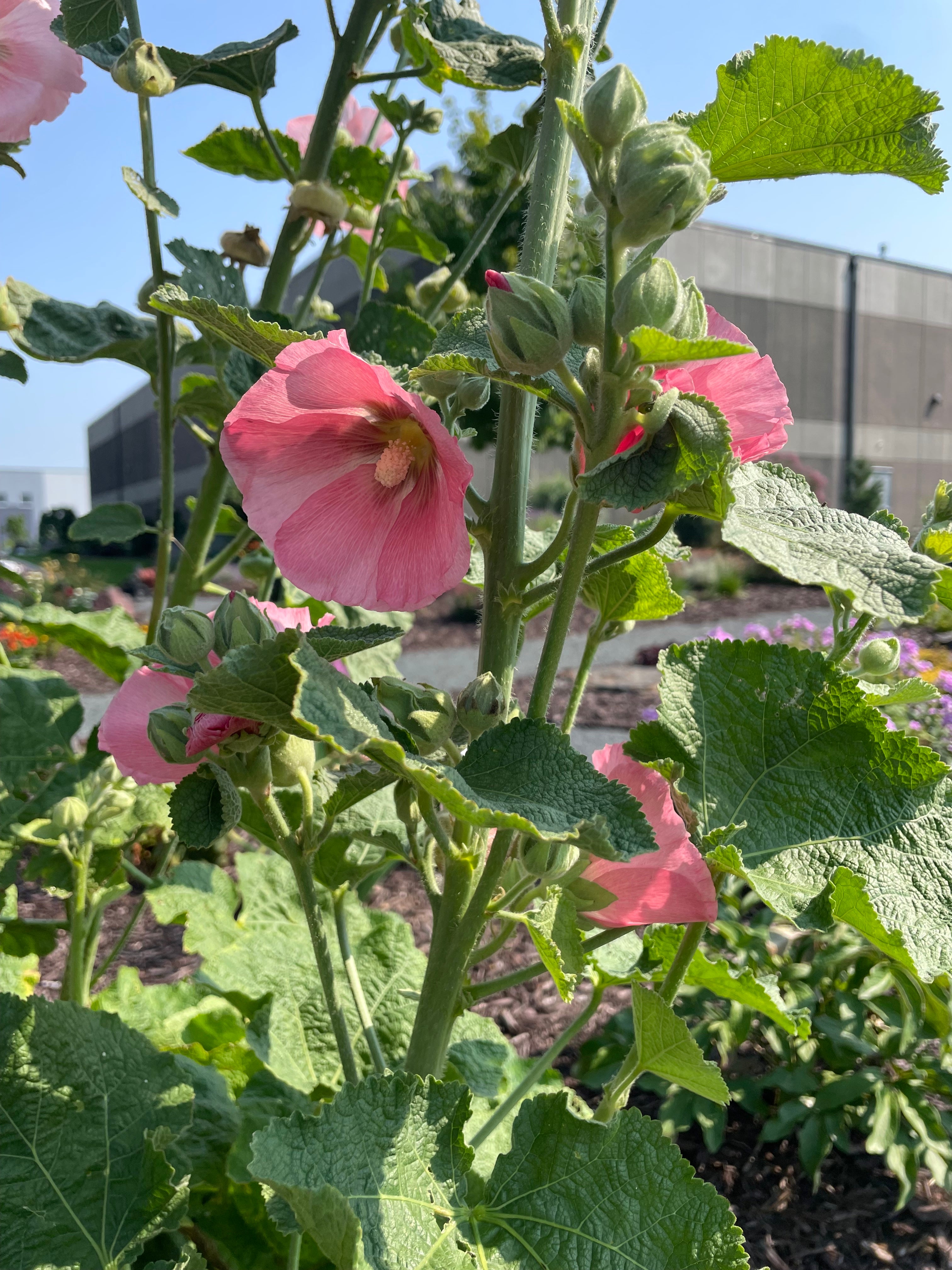 Alcea (Hollyhock) 