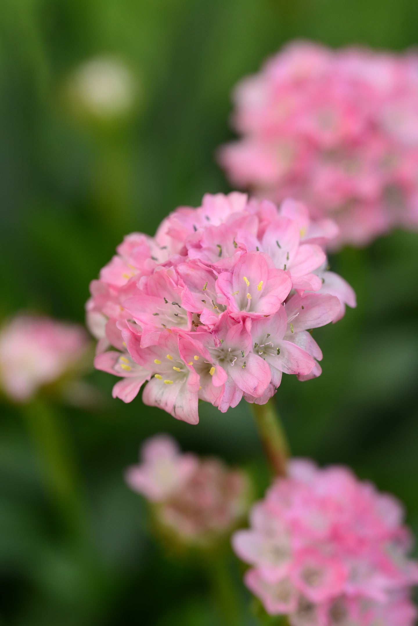 Armeria (False Sea Thrift) 