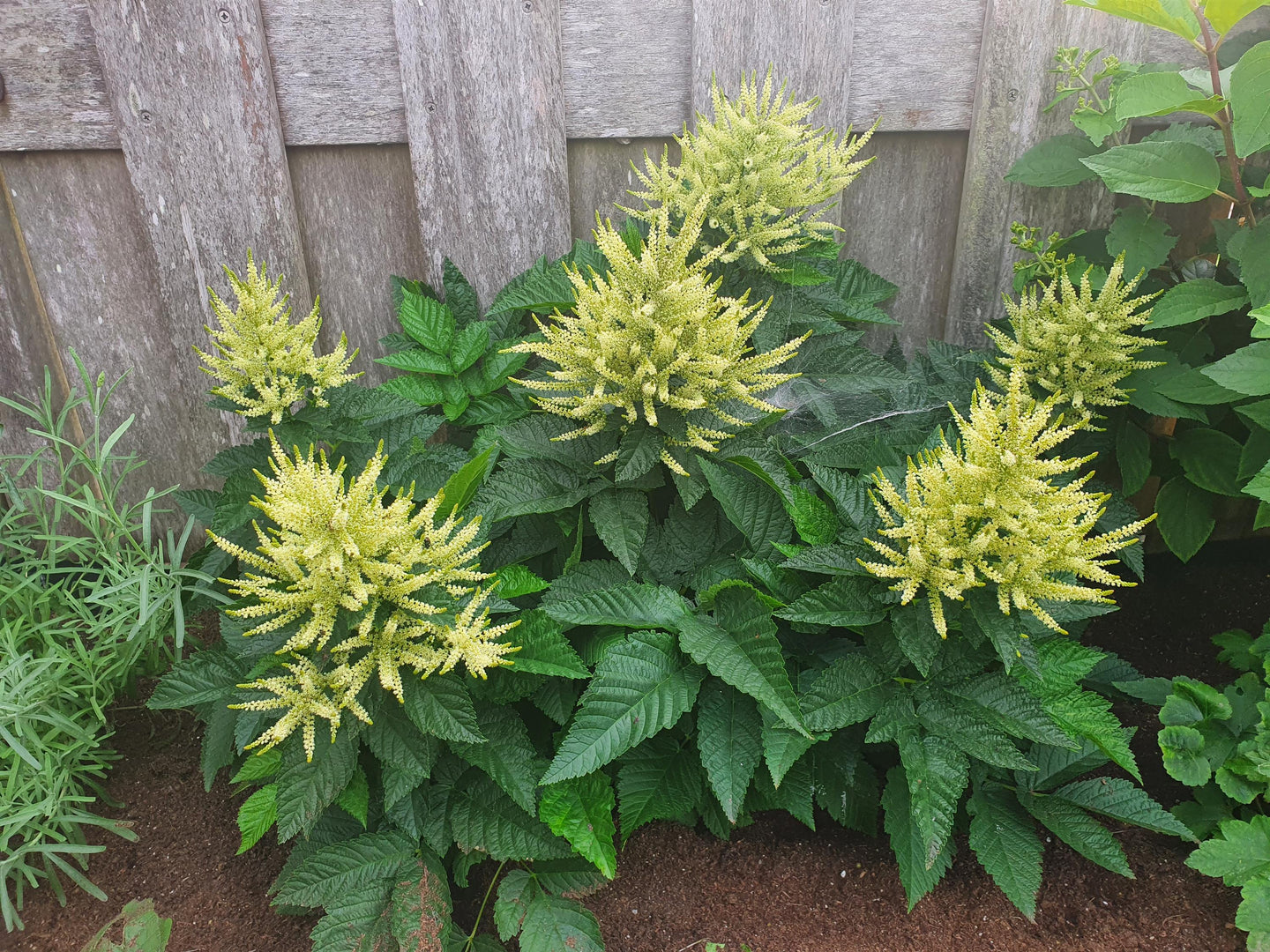 Aruncus (Goat's Beard) 