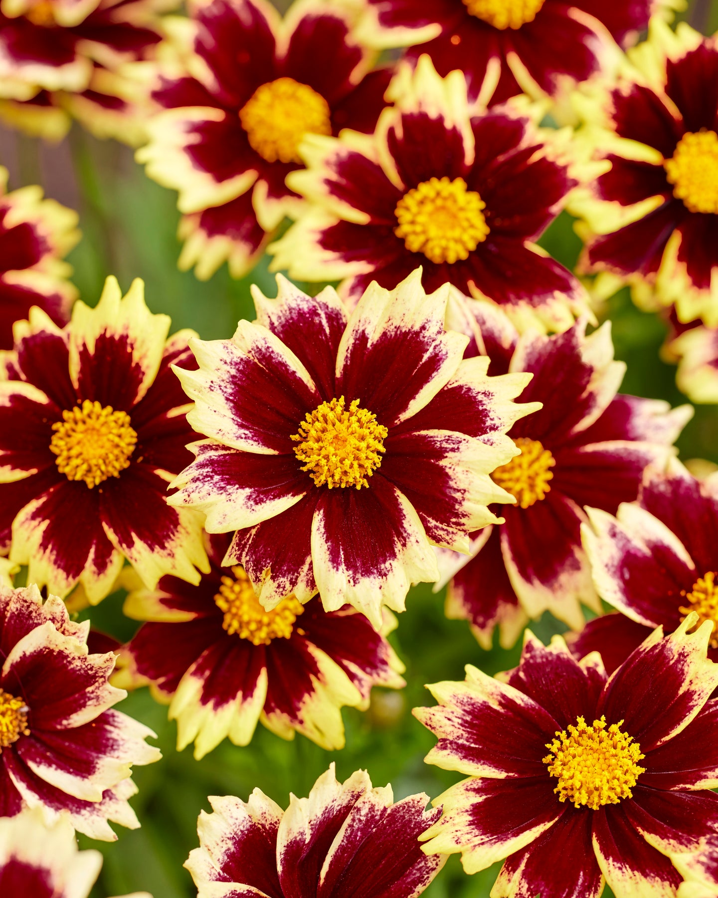 Coreopsis (Tickseed) 