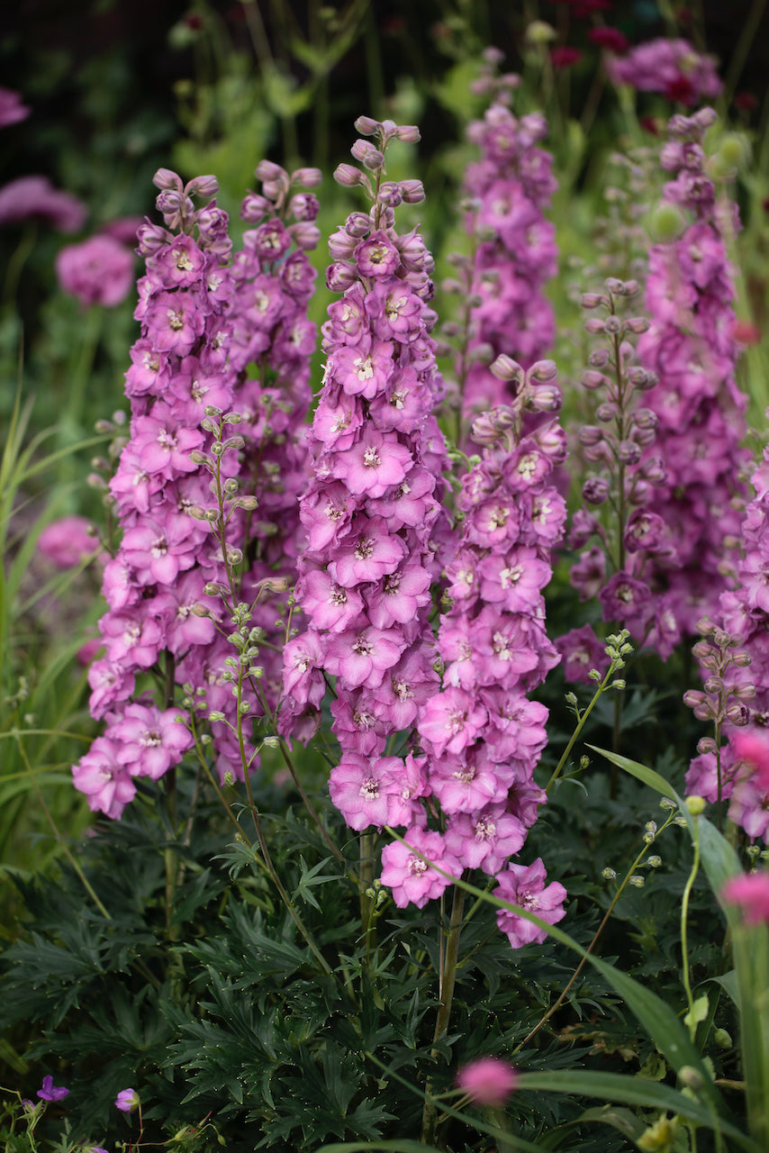 Delphinium (Larkspur) Delgenius Chantay