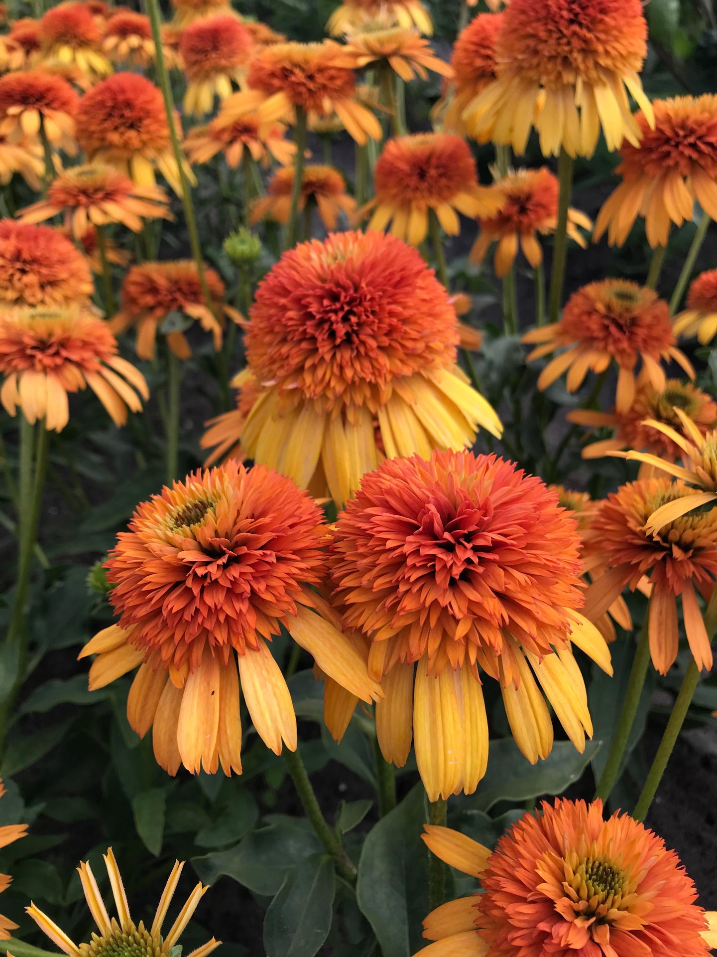 Echinacea (Coneflower) 