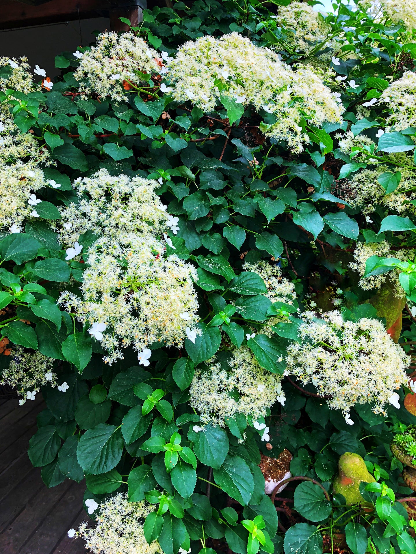 Climbing Hydrangea 1 Gallon Vining Perennial