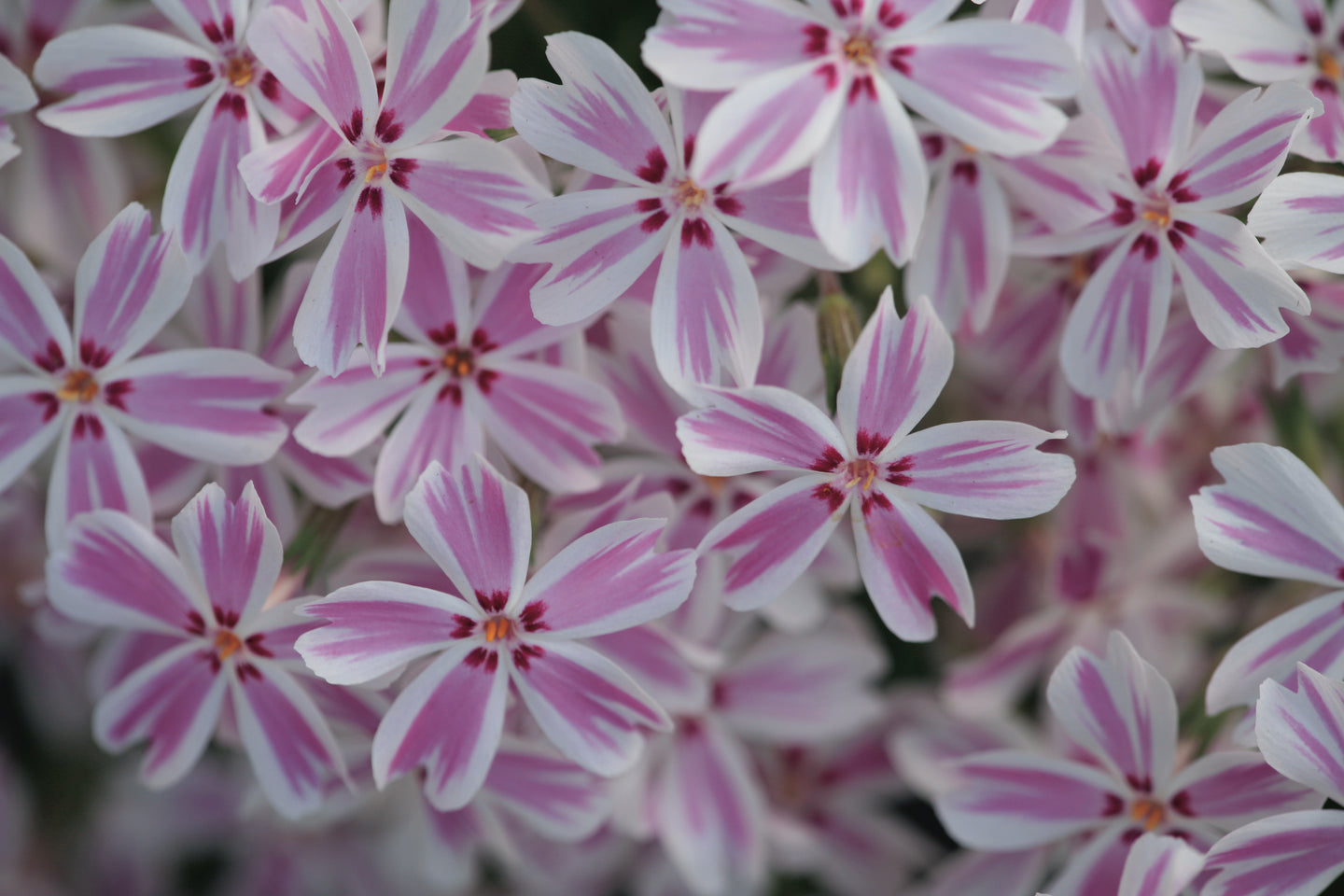 Creeping Phlox 