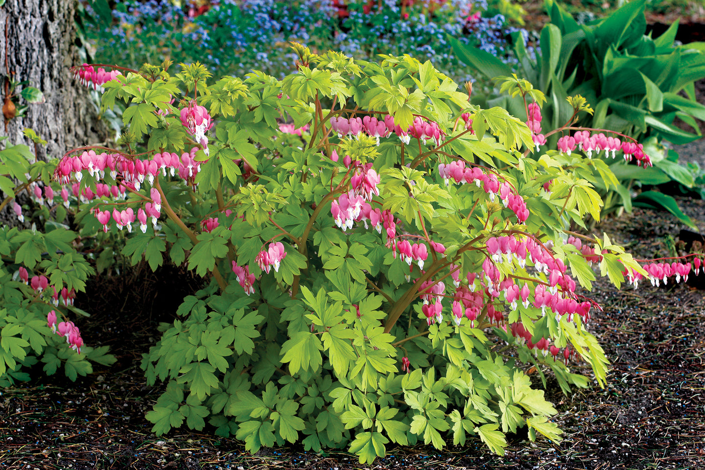 Dicentra (Bleeding Heart) 