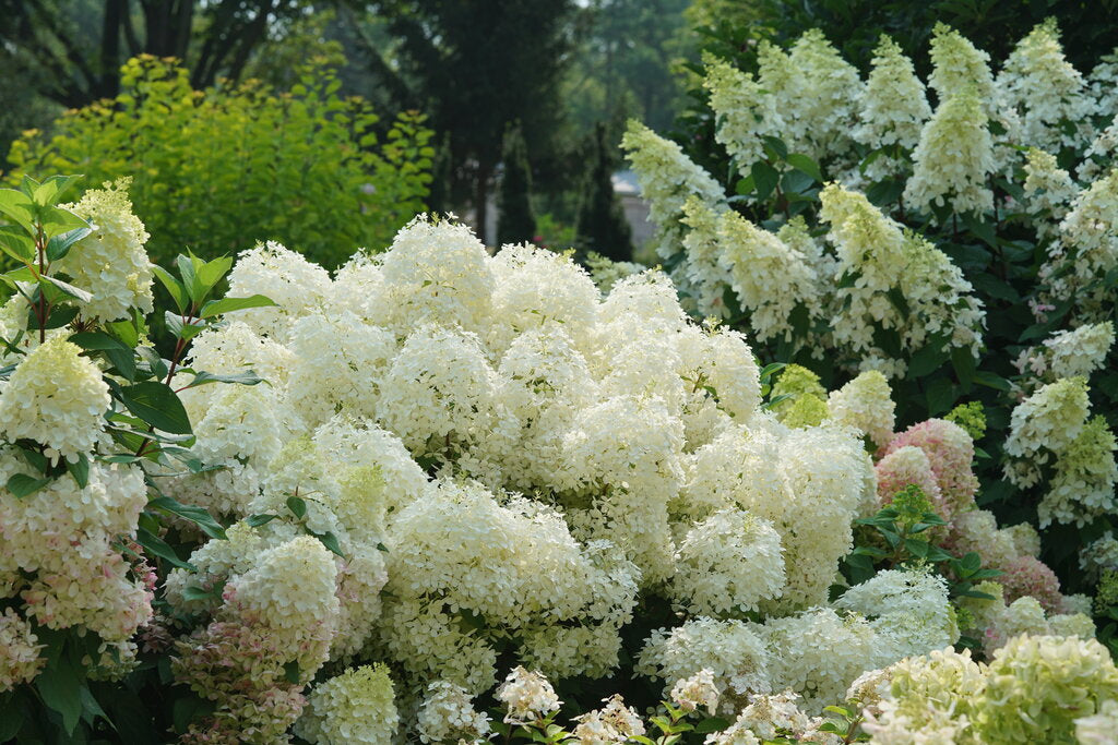 Panicle Hydrangea "Puffer Fish" 1 Gallon Shrub Perennial