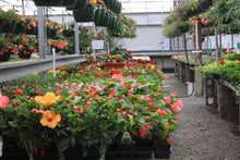 Load image into Gallery viewer, Spring Break Fun in the Greenhouse for Elementary Kids!!!

